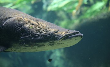 Arapaima_Arapaima_gigas