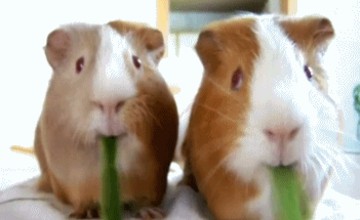 giph-нат