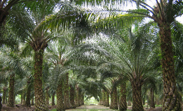 Oilpalm_malaysia