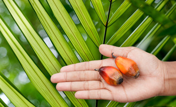 hand-and-palm-leaf-combined