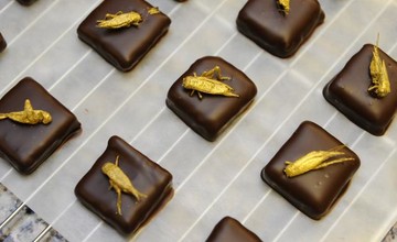 konfeti_s_nasekomimi