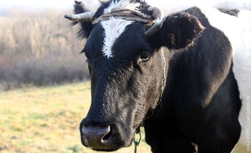 cow