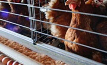 Chiken