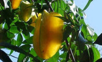 karambola