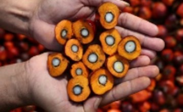 CargillPalmFruit-1024x682