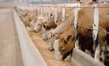 antibiotiki_v_kormah