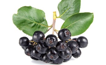 ryabina_chernoplodnaya