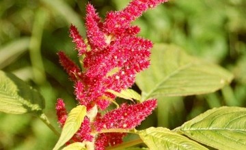 amaranth