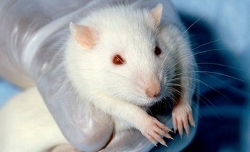 lab_rat