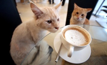 cafe_neko