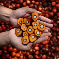 CargillPalmFruit-1024x682