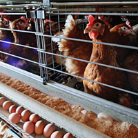 Chiken