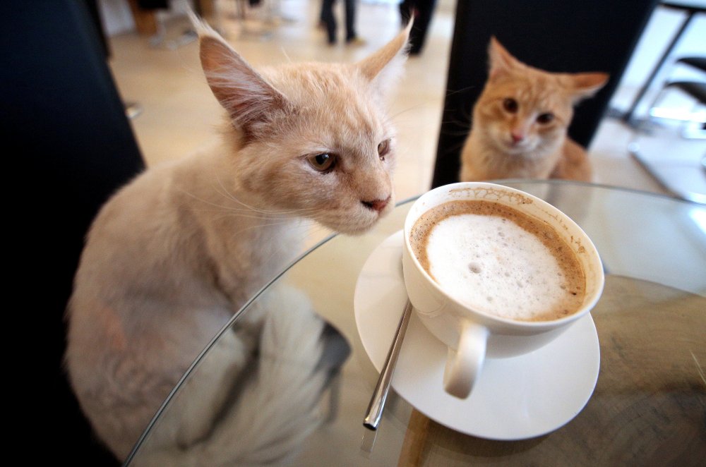cafe neko