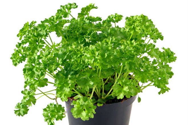 petrushka kucheryavaya